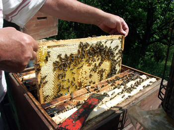 Bienenwaben bei einem Imker