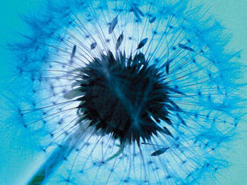 Eine Pusteblume wird auf blauem Hintergrund ausgepustet.