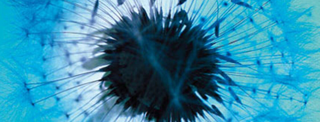 Eine Pusteblume wird auf blauem Hintergrund ausgepustet.
