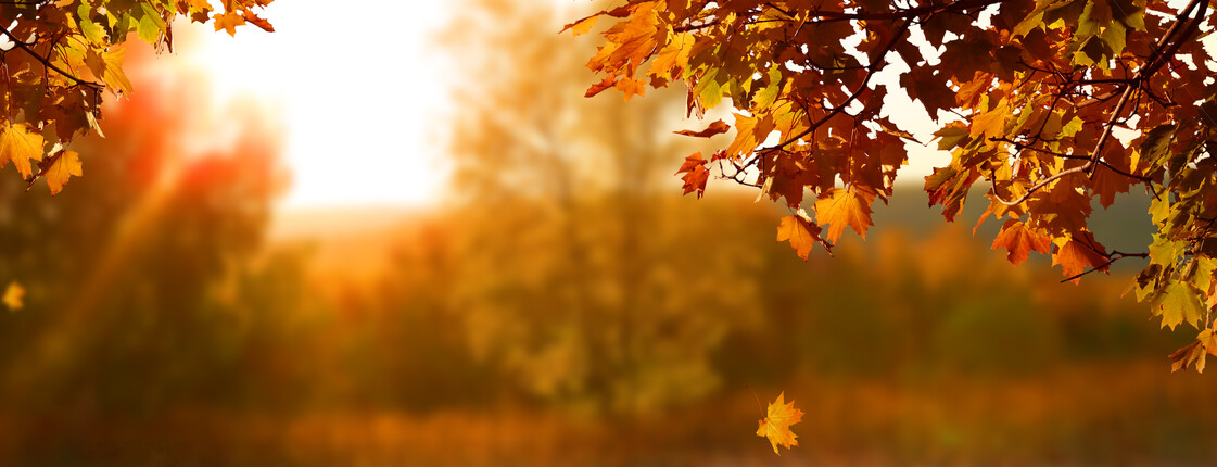 Beautiful,Autumn,Landscape,With,Yellow,Trees,And,Sun.,Colorful,Foliage