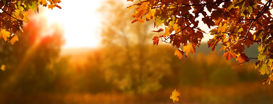 Beautiful,Autumn,Landscape,With,Yellow,Trees,And,Sun.,Colorful,Foliage