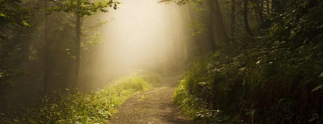 Foggy,Sherwood.,Sun,Trough,The,Trees.,Path,In,The,Forest.